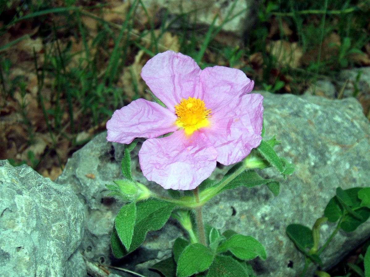 I colori del Gargano